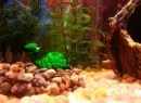 Fish Tank Scene