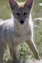 Coyote