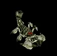 Crixalis