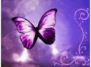 Purple Butterfly