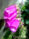 foxgloves...