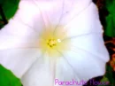 parachute flower