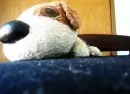 Stuff Animal