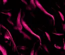 pink black 