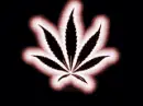 weed