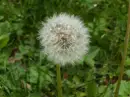 Dandalion