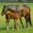 mare and foal