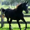 Egyptian Arabian Stallion