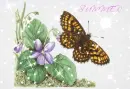 BUTTERFLY  - SUMMER