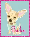 Chihuahua Bailey