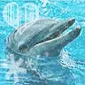dolphin
