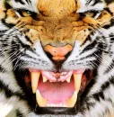 Growling Tiger