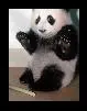 baby panda<3â™¥ 
