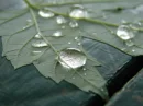 leaf water drop