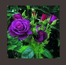 purple flowers