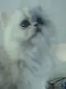 persian kitty