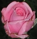 rose 1