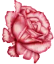 rose2