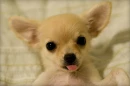 dogs