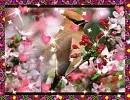hummingbird