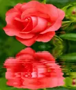 Reflected flower