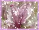 pink tulip