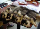 cute huskies