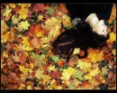 Fall.