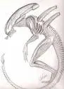 AVP