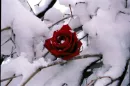 rose in winter