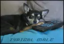 Remote Hog