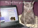 Cat Myspace