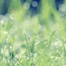 grass dew