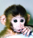 cute little monkey