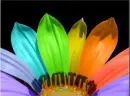 Colorful Flower