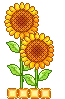 sunflowers