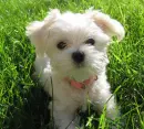 Hi PUPPY 