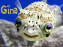 Smiling Fish- Gina