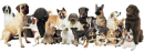 Dogs