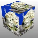 Smiling Fish Cube
