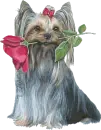 CuTe Doggyy with rose
