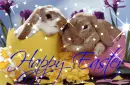Bunnies in Egg Shells (with sparkles)- Happy Easter