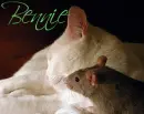Cat & Mouse- Bennie
