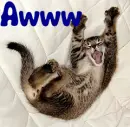Cat- Awww