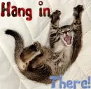 Cat- Hang in There!