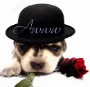 Puppy with Black Hat & Red Rose- Awww