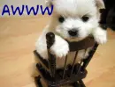 Puppy in minature Rocking Chair- Awww