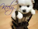 Puppy in minature Rocking Chair- Keely