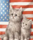 u s a