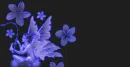 FAIRY